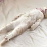 やったことがあるものにプラス